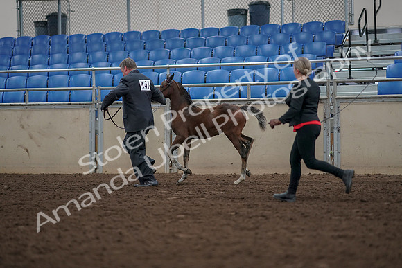 2019 Morgan Horse Show - Aug 31, 2019 - 00429