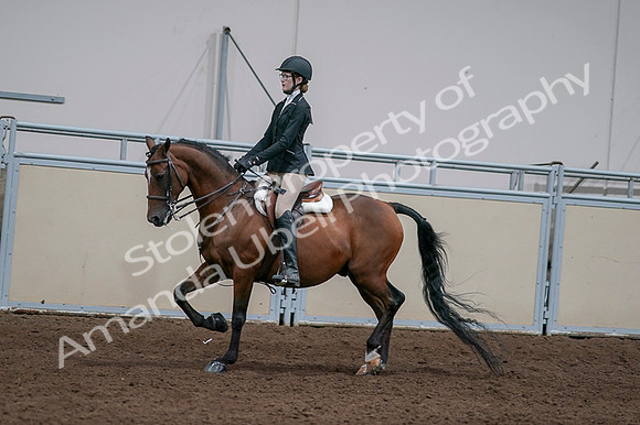 2020 - AB Morgan Horse - Fri, Sept 04 - 05930