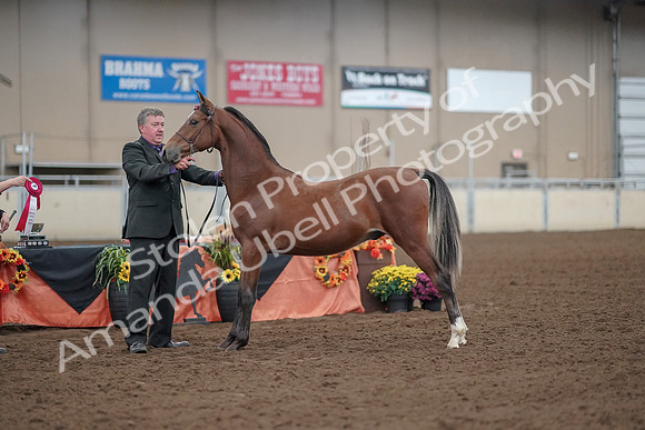 2019 Morgan Horse Show - Aug 30, 2019 - 25643