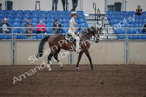 2019 Morgan Horse Show - Sept 01, 2019 - 07193