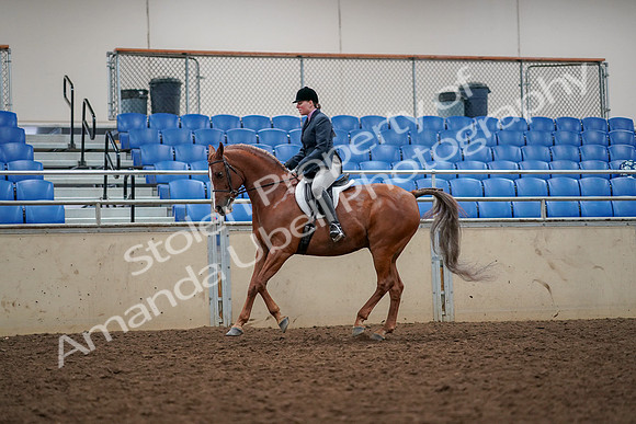 2019 Morgan Horse Show - Aug 30, 2019 - 22401
