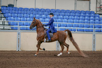 2020 - AB Morgan Horse - Sun, Sept 06 - 00008