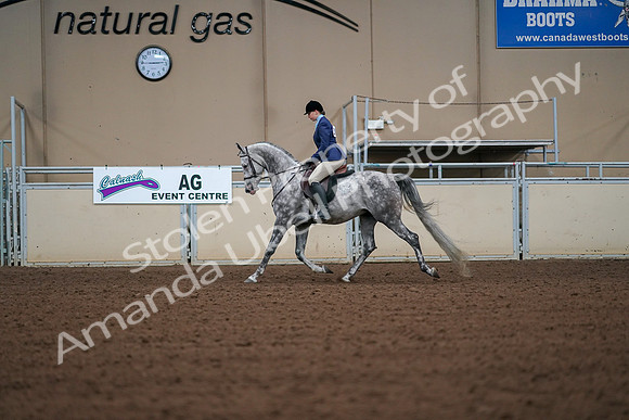 2019 Morgan Horse Show - Aug 30, 2019 - 16142
