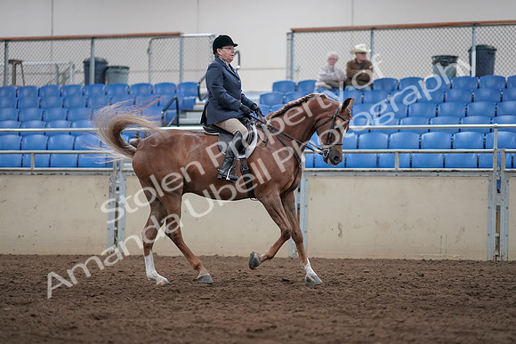 2019 Morgan Horse Show - Sept 01, 2019 - 08795