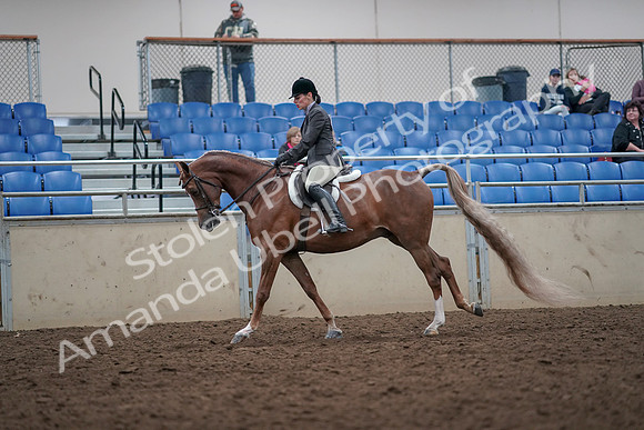 2019 Morgan Horse Show - Aug 31, 2019 - 16049