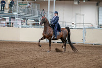 2020 - AB Morgan Horse - Fri, Sept 04 - 07867