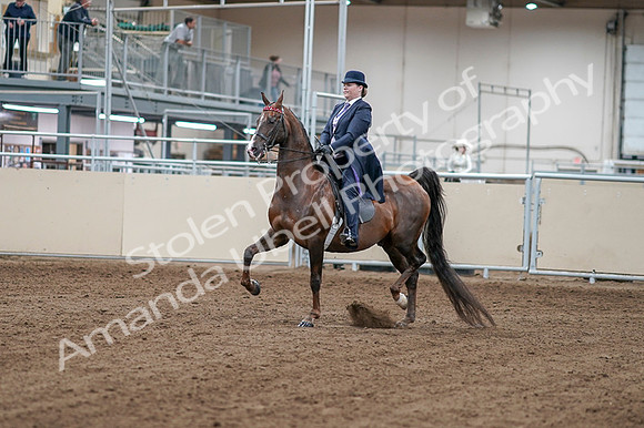 2020 - AB Morgan Horse - Fri, Sept 04 - 07867