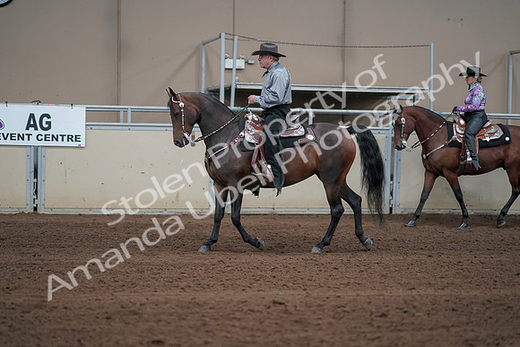 2019 Morgan Horse Show - Sept 01, 2019 - 06857