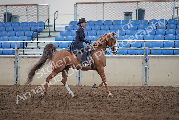 2019 Morgan Horse Show - Sept 01, 2019 - 11977