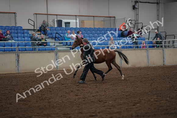 2019 Morgan Horse Show - Aug 30, 2019 - 25544