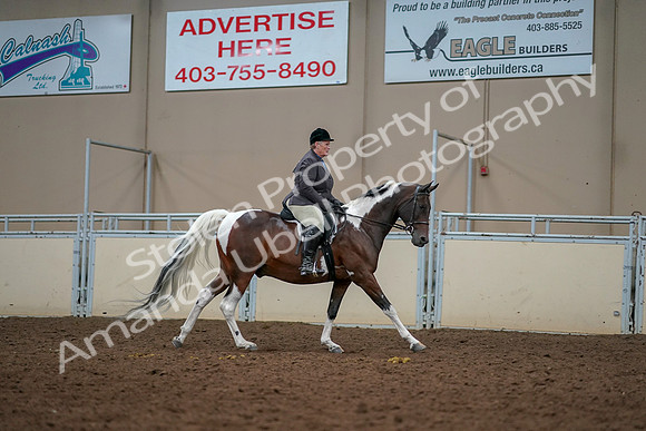 2019 Morgan Horse Show - Aug 30, 2019 - 22508