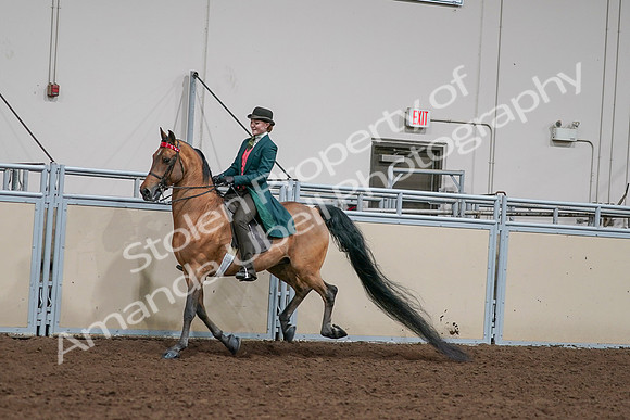 2020 - AB Morgan Horse - Sat, Sept 05 - 13787