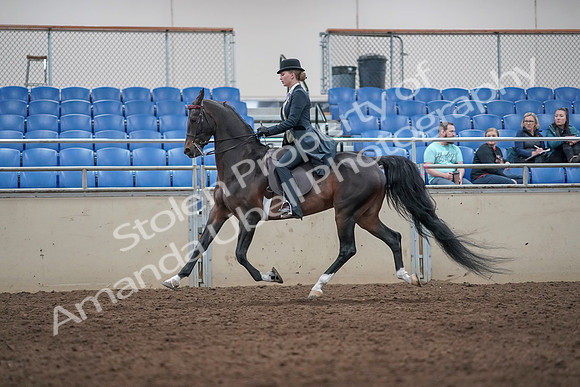 2019 Morgan Horse Show - Aug 31, 2019 - 08739
