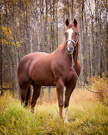 other breeds - 049