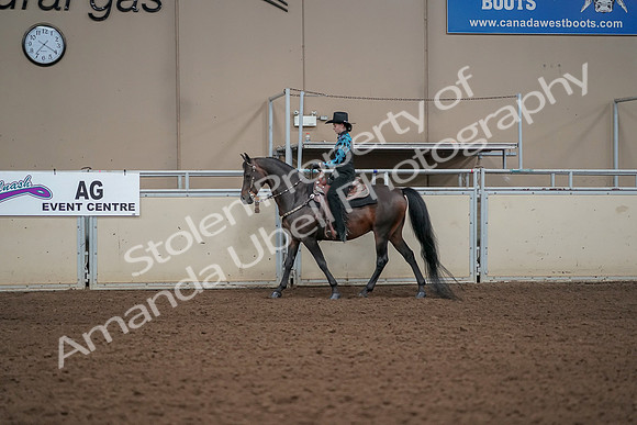 2019 Morgan Horse Show - Aug 30, 2019 - 25963