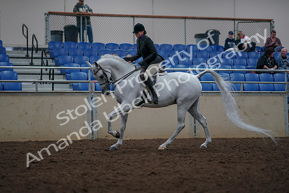 2019 Morgan Horse Show - Aug 31, 2019 - 16063