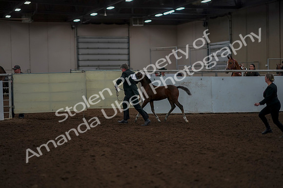 2019 Morgan Horse Show - Aug 30, 2019 - 24765