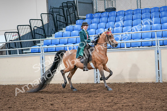 2020 - AB Morgan Horse - Sat, Sept 05 - 14032