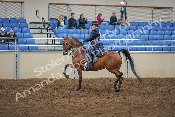 2020 - AB Morgan Horse - Sat, Sept 05 - 09703