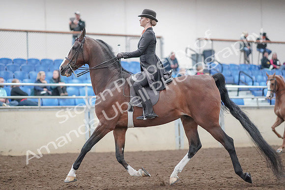 2019 Morgan Horse Show - Aug 31, 2019 - 08541