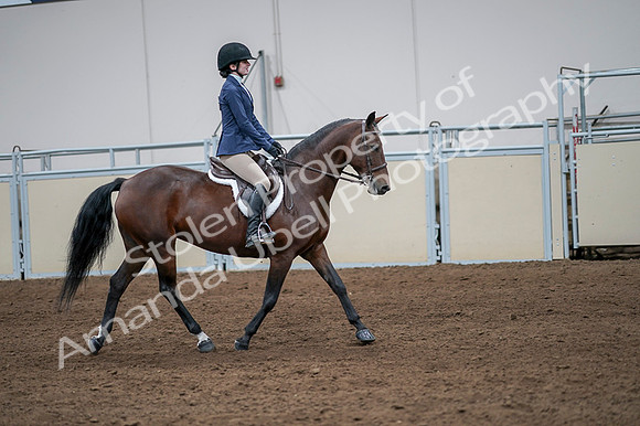 2020 - AB Morgan Horse - Fri, Sept 04 - 05985