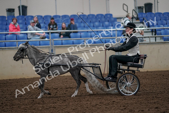 2019 Morgan Horse Show - Aug 30, 2019 - 13282