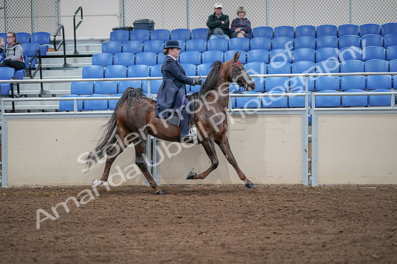 2020 - AB Morgan Horse - Fri, Sept 04 - 08093