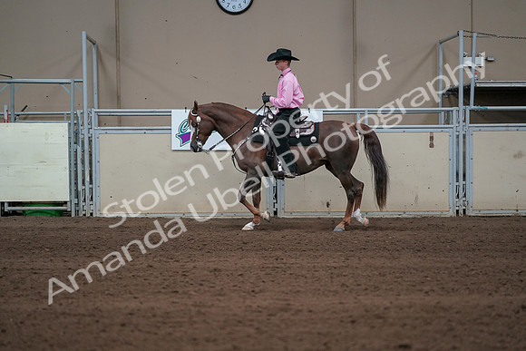 2019 Morgan Horse Show - Sept 01, 2019 - 06907
