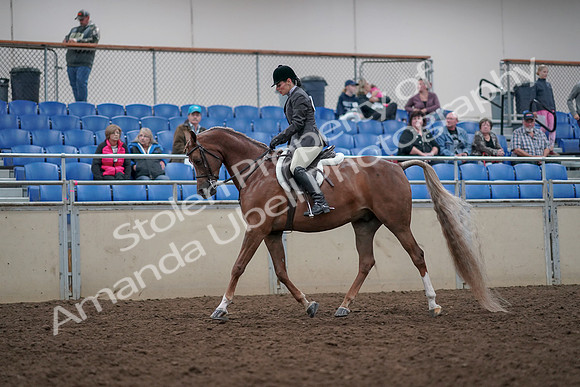 2019 Morgan Horse Show - Aug 31, 2019 - 15936