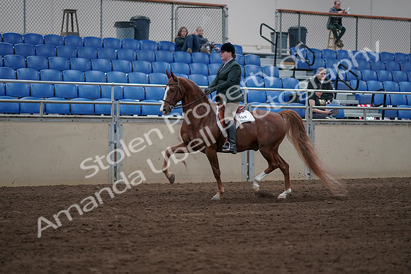 2019 Morgan Horse Show - Sept 01, 2019 - 12258