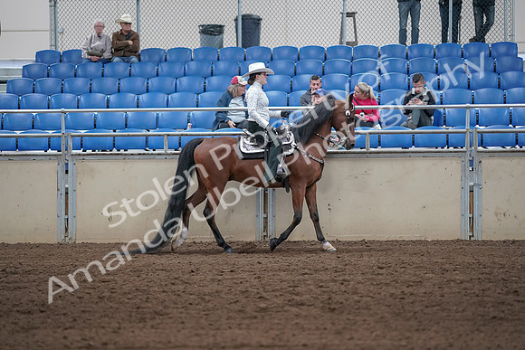 2019 Morgan Horse Show - Sept 01, 2019 - 07141