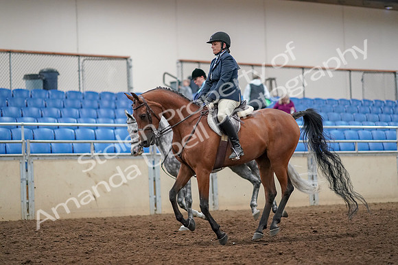 2019 Morgan Horse Show - Aug 30, 2019 - 22449