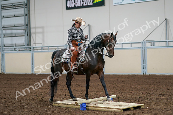 2020 - AB Morgan Horse - Fri, Sept 04 - 00323
