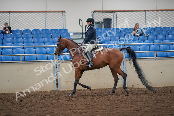 2019 Morgan Horse Show - Aug 30, 2019 - 16103