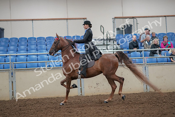 2019 Morgan Horse Show - Aug 30, 2019 - 25059