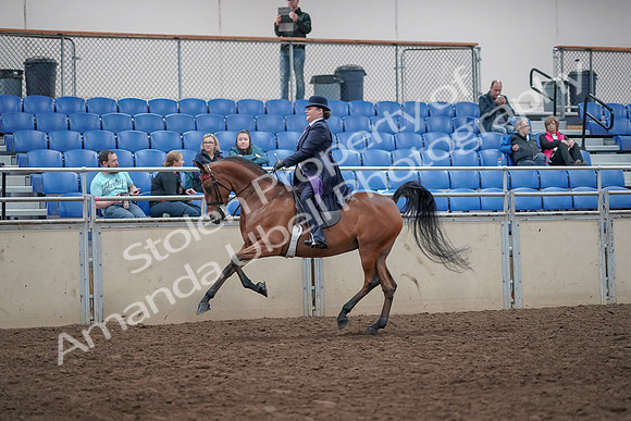 2019 Morgan Horse Show - Aug 31, 2019 - 08837