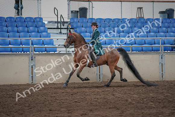 2019 Morgan Horse Show - Sept 01, 2019 - 13178