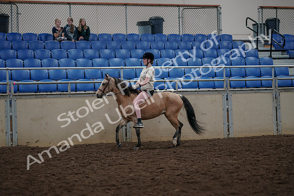 2019 Morgan Horse Show - Aug 30, 2019 - 31056