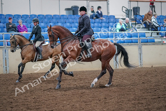 2019 Morgan Horse Show - Aug 30, 2019 - 20521