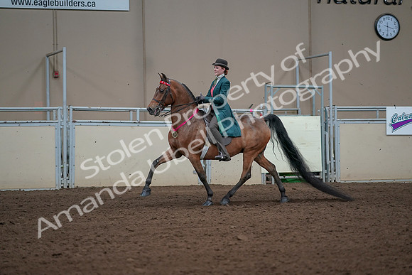 2019 Morgan Horse Show - Sept 01, 2019 - 13466
