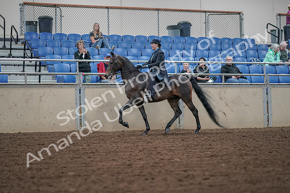 2019 Morgan Horse Show - Aug 30, 2019 - 15285