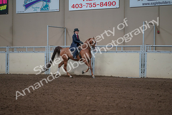 2019 Morgan Horse Show - Sept 01, 2019 - 12004