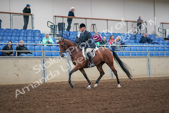 2019 Morgan Horse Show - Aug 30, 2019 - 16269