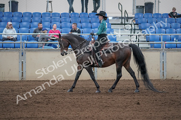 2019 Morgan Horse Show - Sept 01, 2019 - 06820