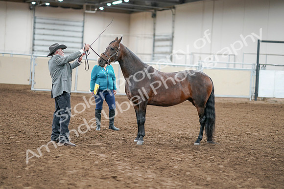 2020 - AB Morgan Horse - Sat, Sept 05 - 00216