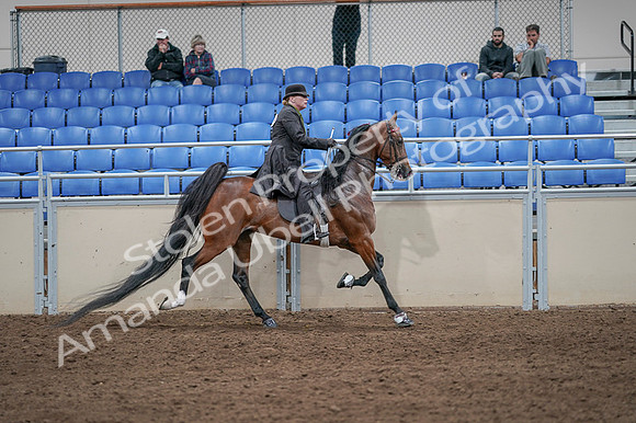 2020 - AB Morgan Horse - Fri, Sept 04 - 09827