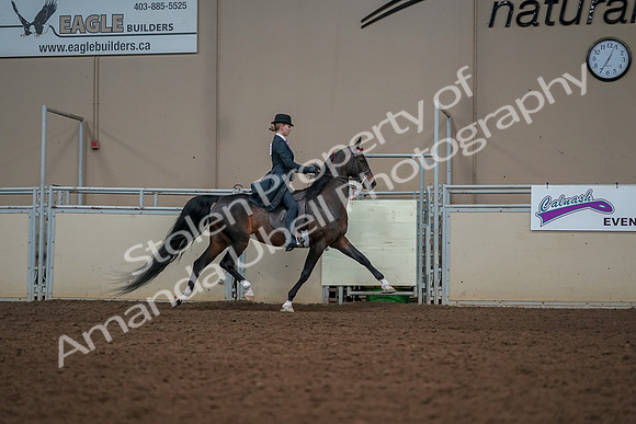 2019 Morgan Horse Show - Aug 30, 2019 - 25255