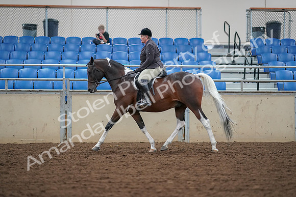2019 Morgan Horse Show - Aug 30, 2019 - 16229