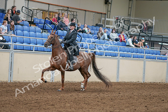 2020 - AB Morgan Horse - Fri, Sept 04 - 08024
