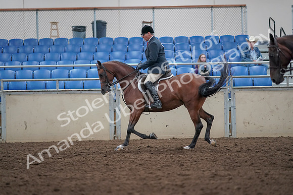 2019 Morgan Horse Show - Aug 31, 2019 - 14719